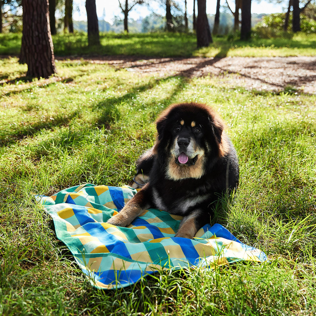 dock and bay towels dog